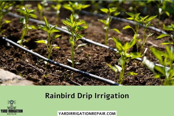 Rainbird Drip Irrigation